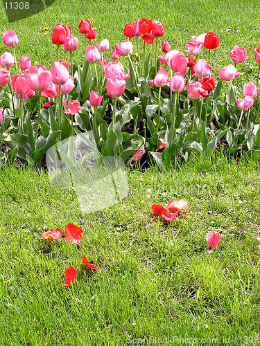 Image of Red and rose tulips