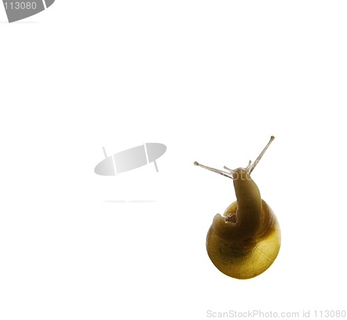 Image of Snail Silhouette