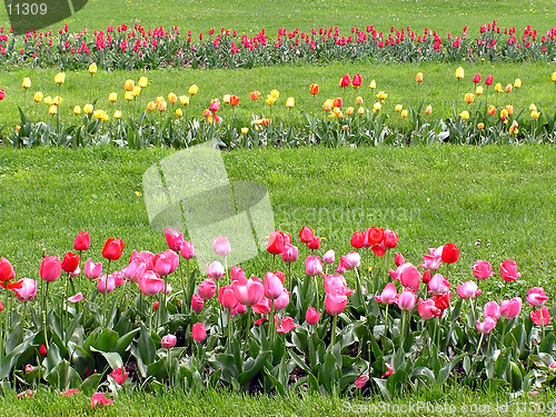 Image of Rows of tulips