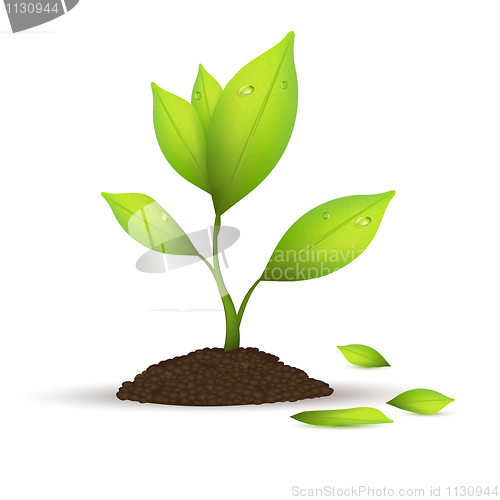 Image of natural tree