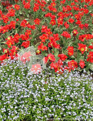 Image of Red tulips and some other white flowers