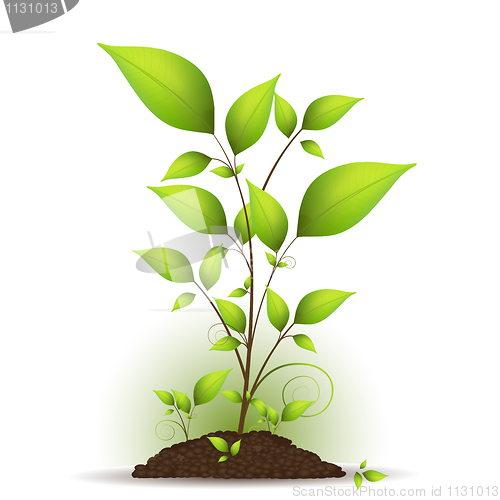 Image of natural tree