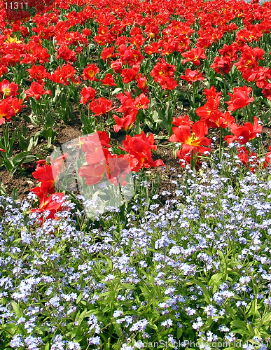 Image of Red tulips and some other white flowers