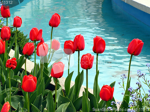 Image of Red tulips against blue water