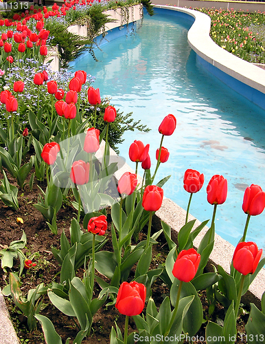 Image of Red tulips beside blue water