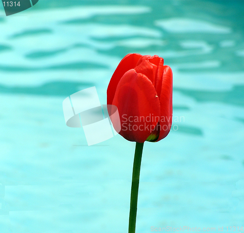 Image of Red tulip against blue water