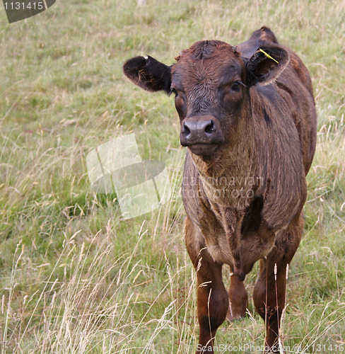 Image of Cow grazing in field 4