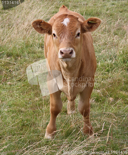 Image of Cow grazing in field 3