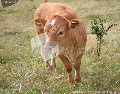 Image of Cow grazing in field 2