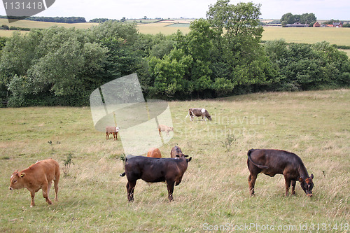 Image of cows grazing in field 