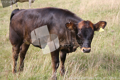 Image of Cow grazing in field