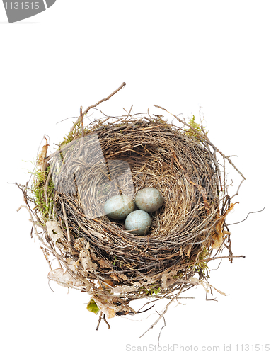 Image of Detail of blackbird eggs in nest isolated on white