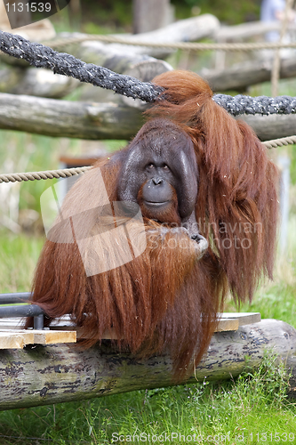 Image of Orangutan