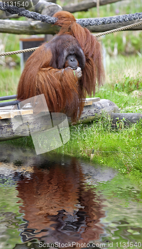 Image of Orangutan