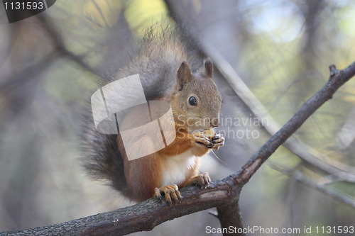 Image of Squirrel 