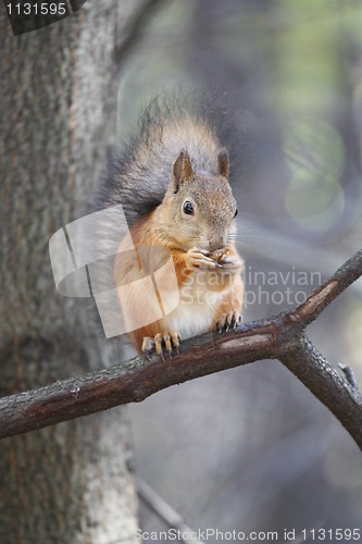 Image of Squirrel 