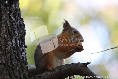 Image of Squirrel 