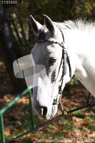 Image of White Horse