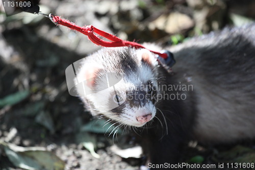 Image of Ferret