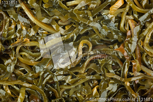 Image of Abstract background: sliced laminaria