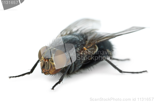 Image of Big fly (Calliphora vicina)