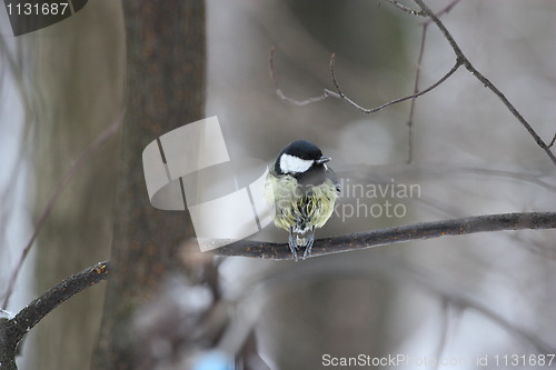 Image of Great Tit Bird