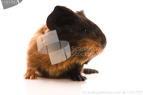 Image of baby guinea pig