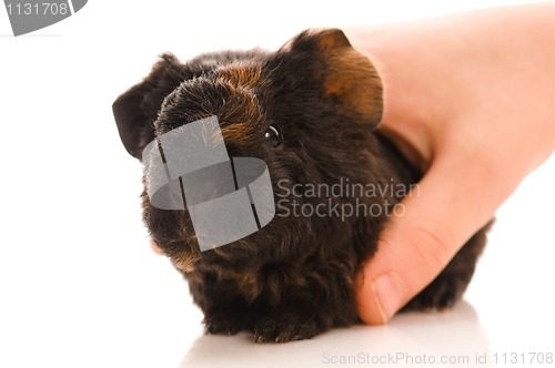 Image of baby guinea pig