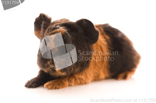 Image of baby guinea pig