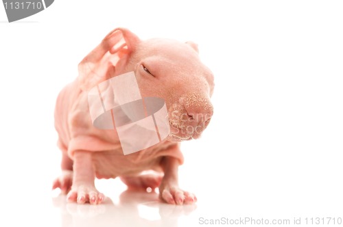 Image of skinny guinea pig