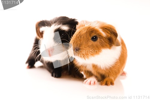 Image of baby guinea pigs