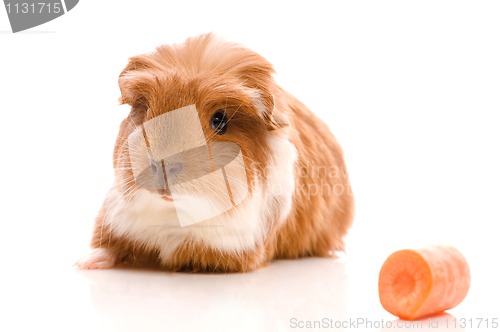 Image of baby guinea pig