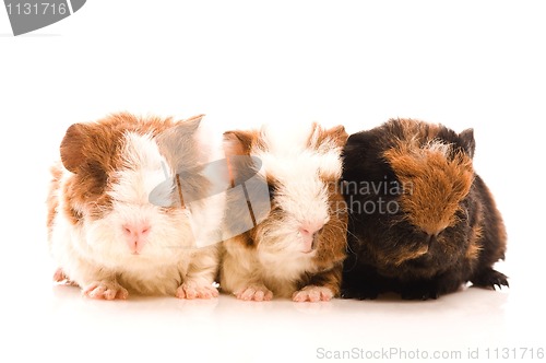 Image of baby guinea pigs