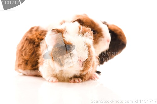 Image of baby guinea pigs