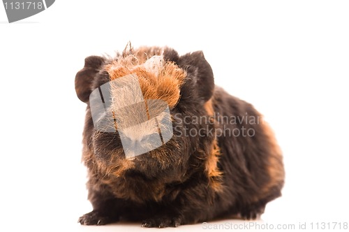 Image of baby guinea pig