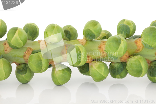 Image of Sprouts on a Stem