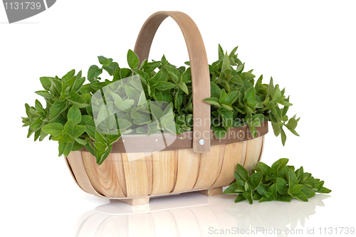 Image of Oregano Herb  