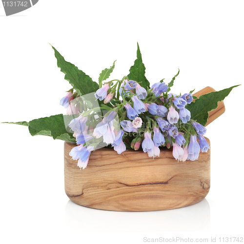 Image of Comfrey Herb Flowers