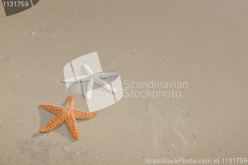 Image of Couple of starfish on a tropical beach
