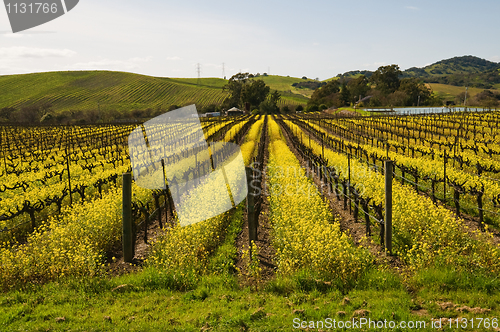 Image of Mustard