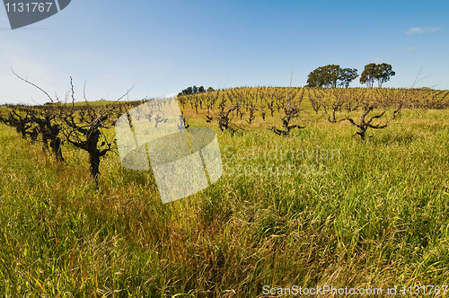 Image of Vineyard