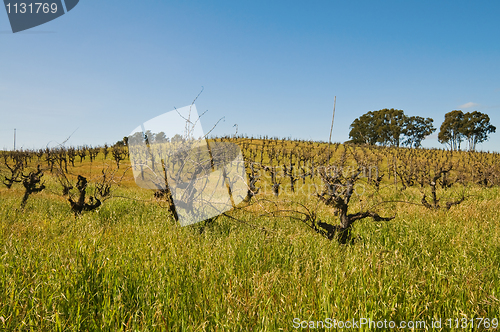 Image of Vineyard