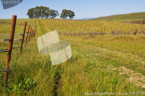 Image of Vineyard