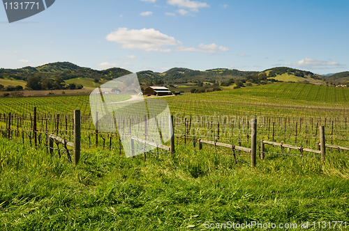 Image of Vineyard