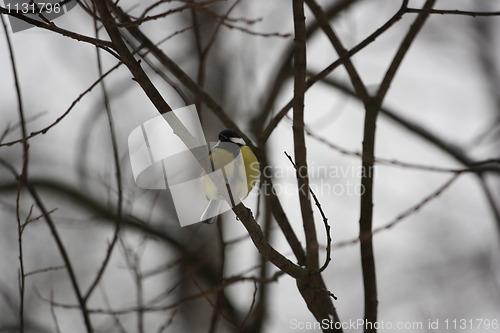 Image of Great Tit Bird