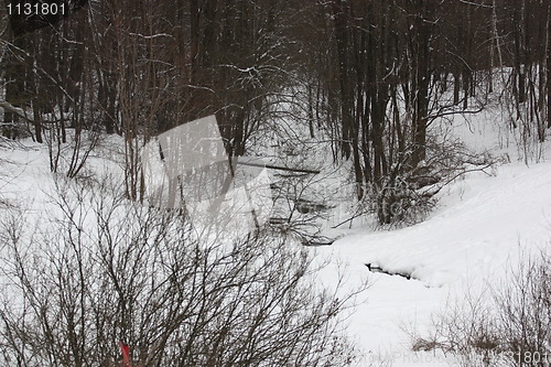 Image of Trees in Winter