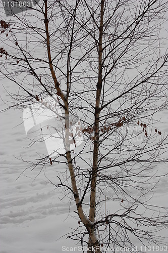 Image of Trees in Winter