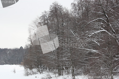 Image of Trees in Winter