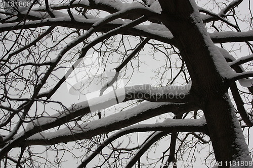 Image of Trees in Winter