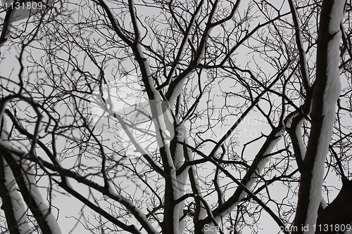 Image of Trees in Winter